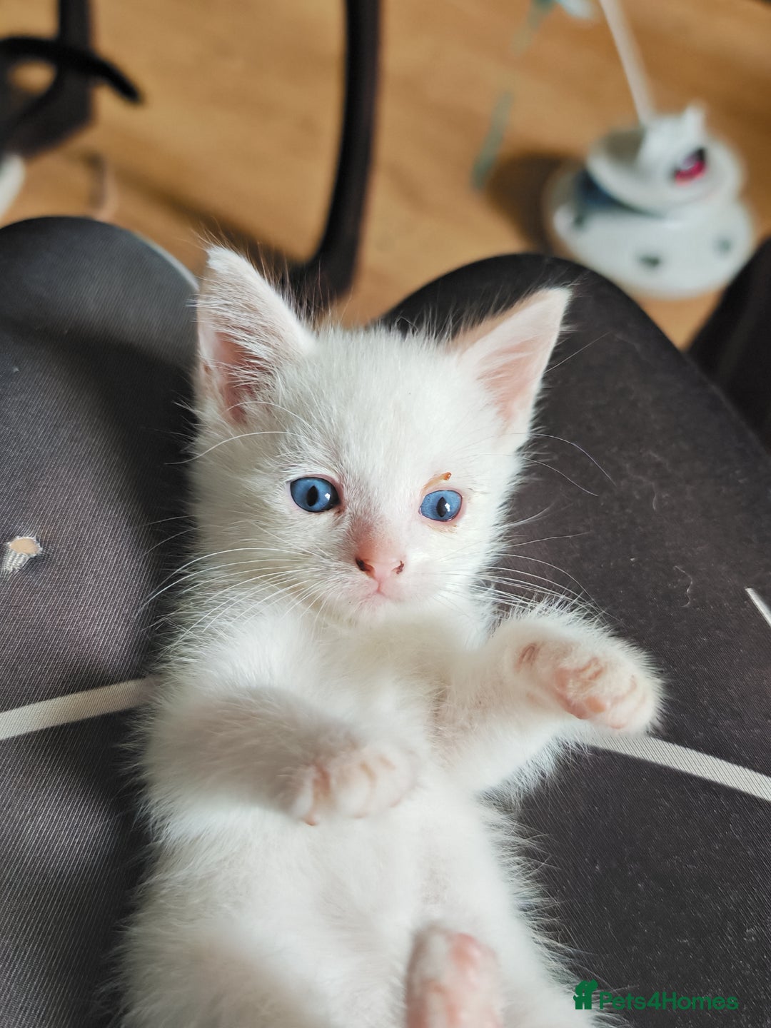 Khao Manee cats for sale: Mixed price Khao Manee kittens  - Image 7