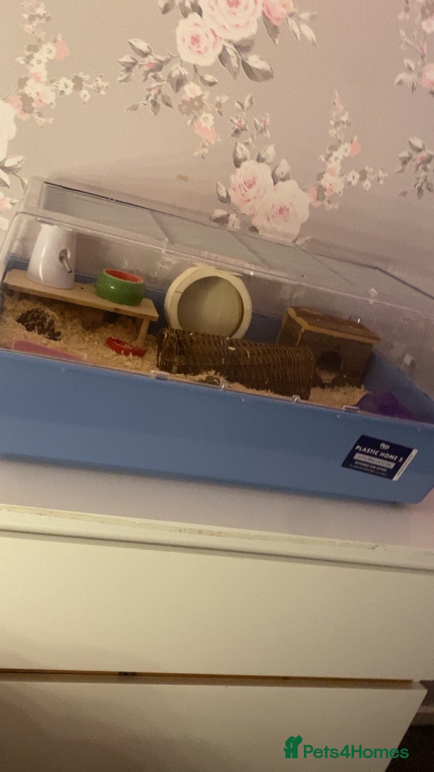 Hamster rodents male dwarf hamster  - Advert 1