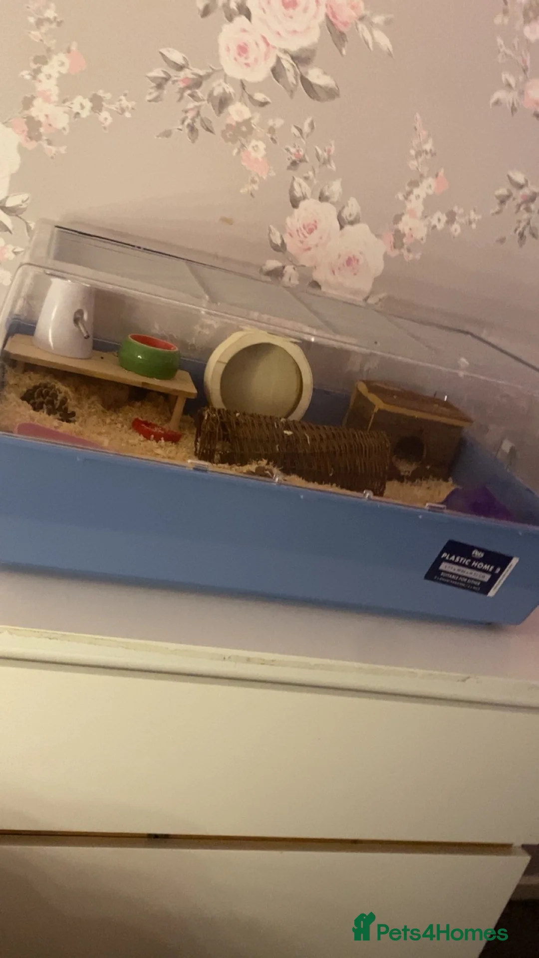 Hamster rodents for sale: male dwarf hamster  - Advert 1