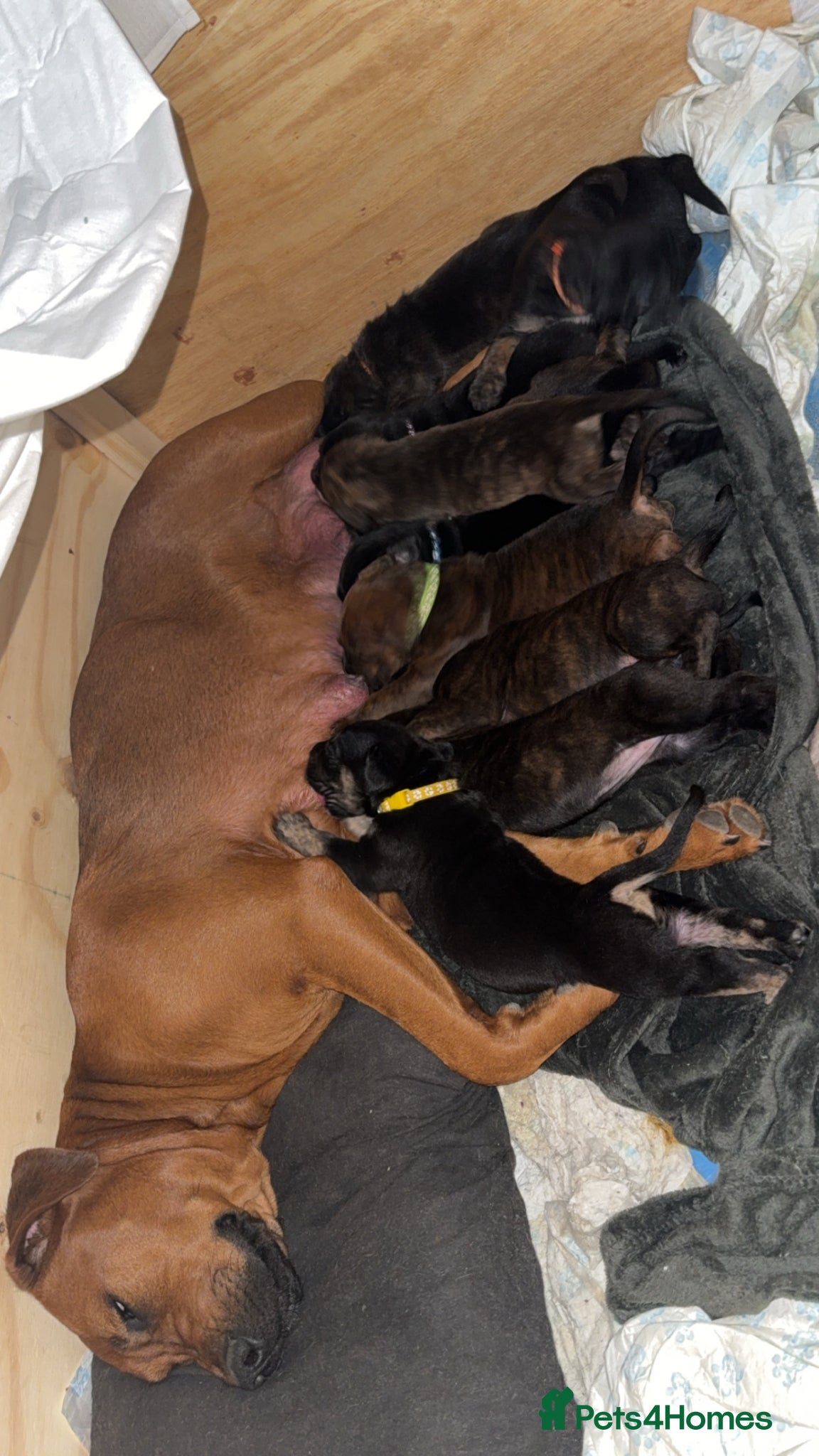 Mixed Breed dogs ❣️READY THIS MONTH❣️Cane Corso x Chinese Red Dog❣️ - Advert 11