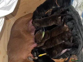 Mixed Breed dogs ❣️READY THIS MONTH❣️Cane Corso x Chinese Red Dog❣️ - Advert 9