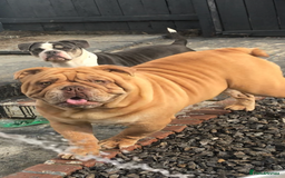 English Bulldog dogs for stud: Fluffy carrier British bulldog stud  - Image 11