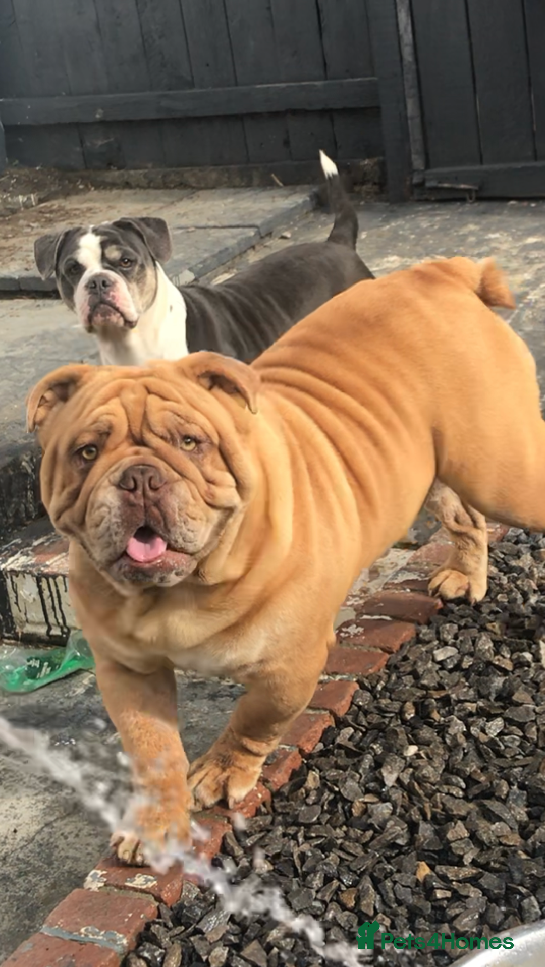 English Bulldog dogs for stud: Fluffy carrier British bulldog stud  - Image 11