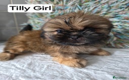 Shih Tzu dogs for sale: Stunning full pedigree miniature shih tzu puppies  - Image 2
