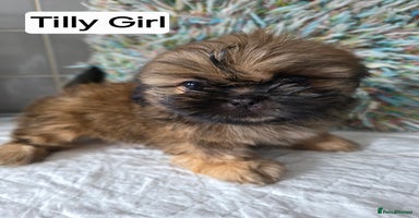 Shih Tzu dogs - Advert 7