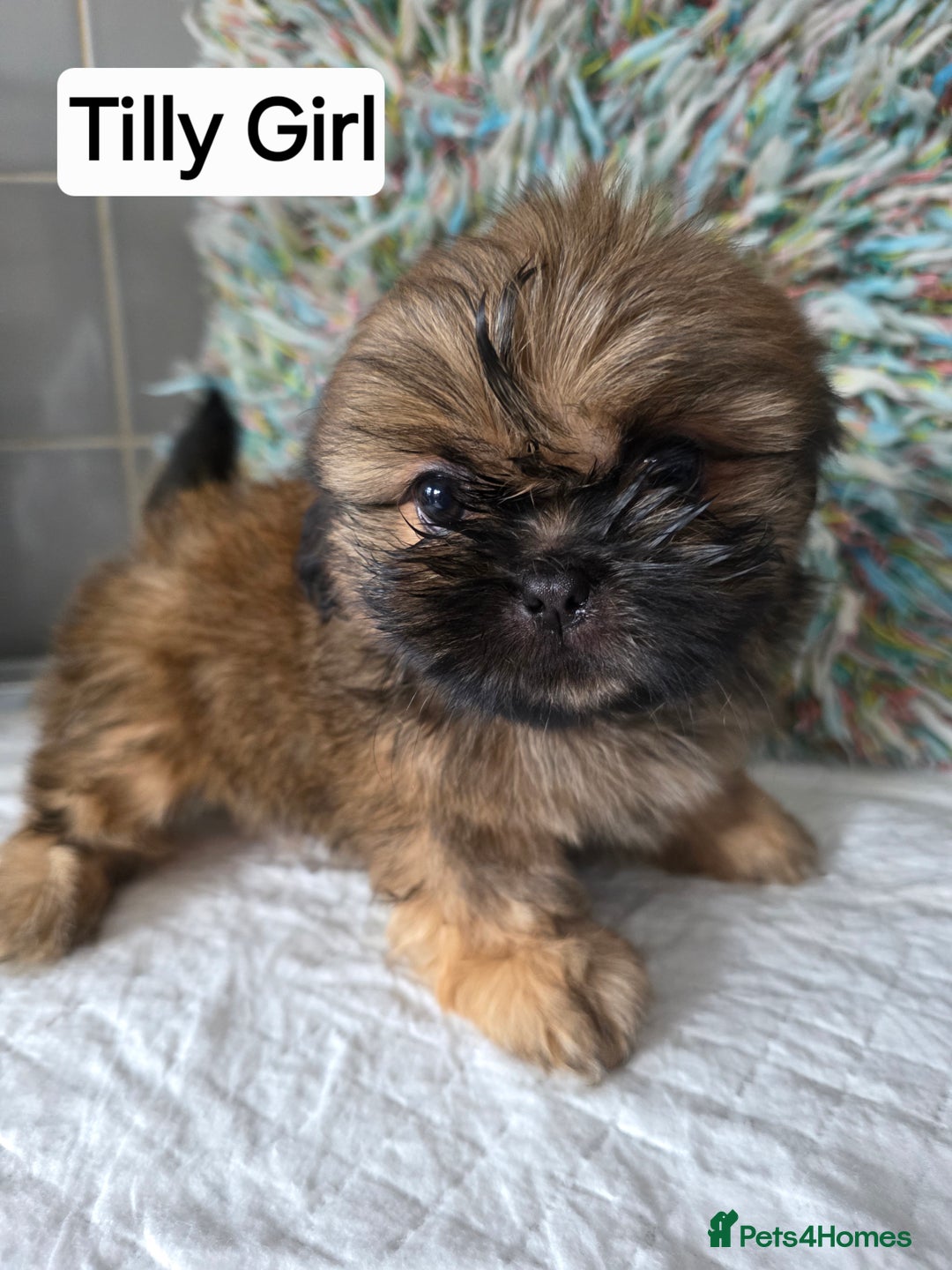 Shih Tzu dogs for sale: Stunning full pedigree miniature shih tzu puppies  - Image 2
