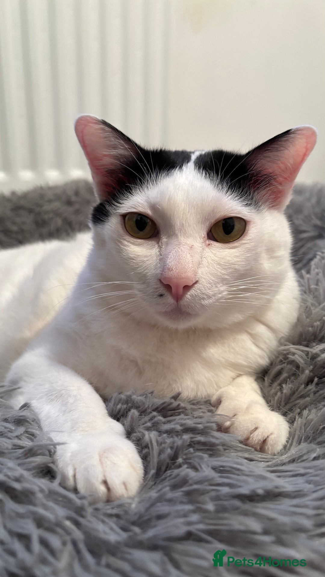 Thai cats for sale: Our 3 Beloved Indoor Cats Need a Forever Home - Advert 3