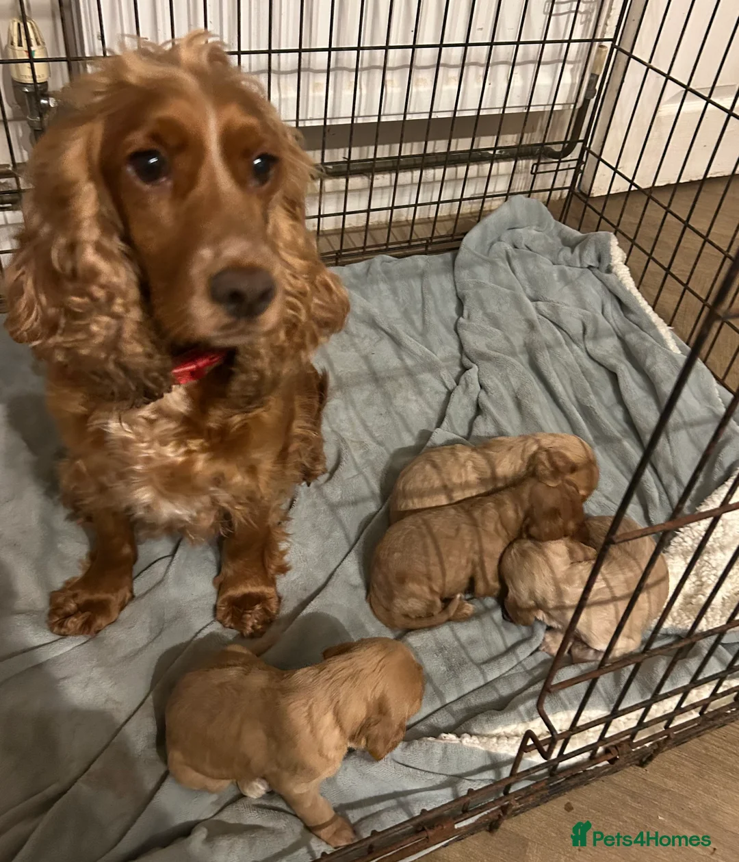 Cockapoo dogs for sale: Cockapoo puppies for sale  - Advert 18