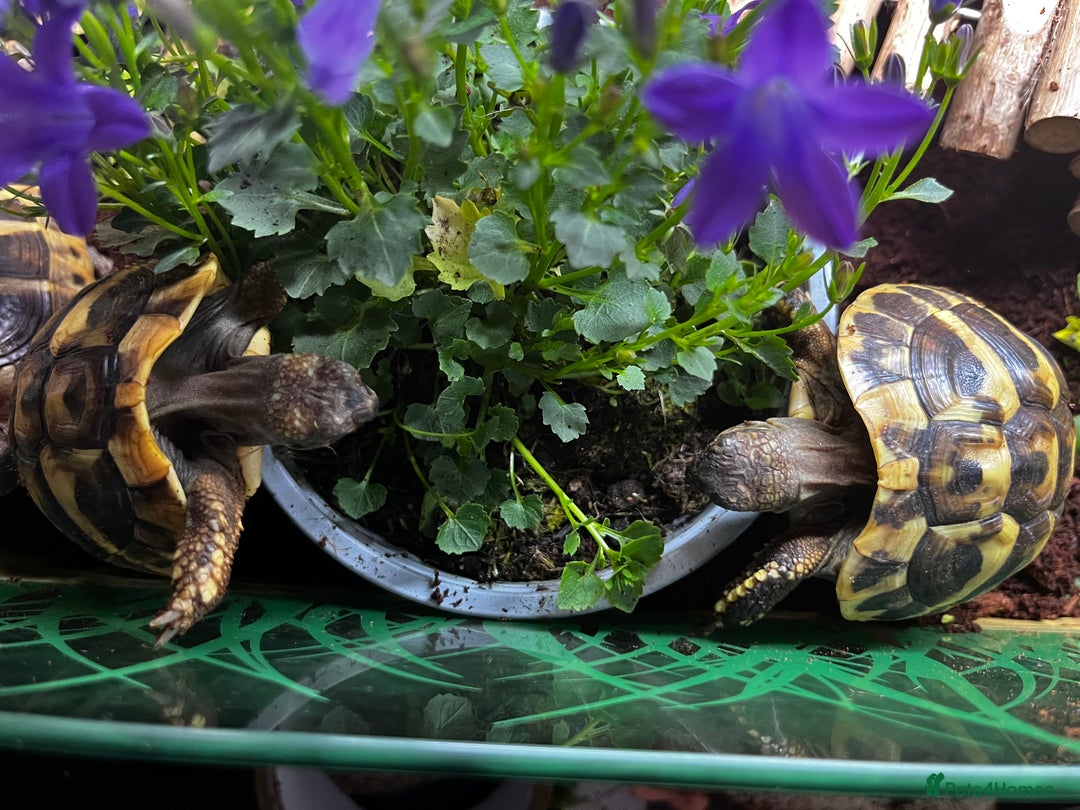 Hermann Tortoise reptiles for sale: Hermanns Tortoise babies - Image 9