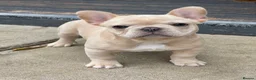 French Bulldog dogs for sale: Quality French Bulldog Puppies  - Advert 14