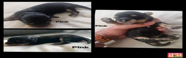 Pink