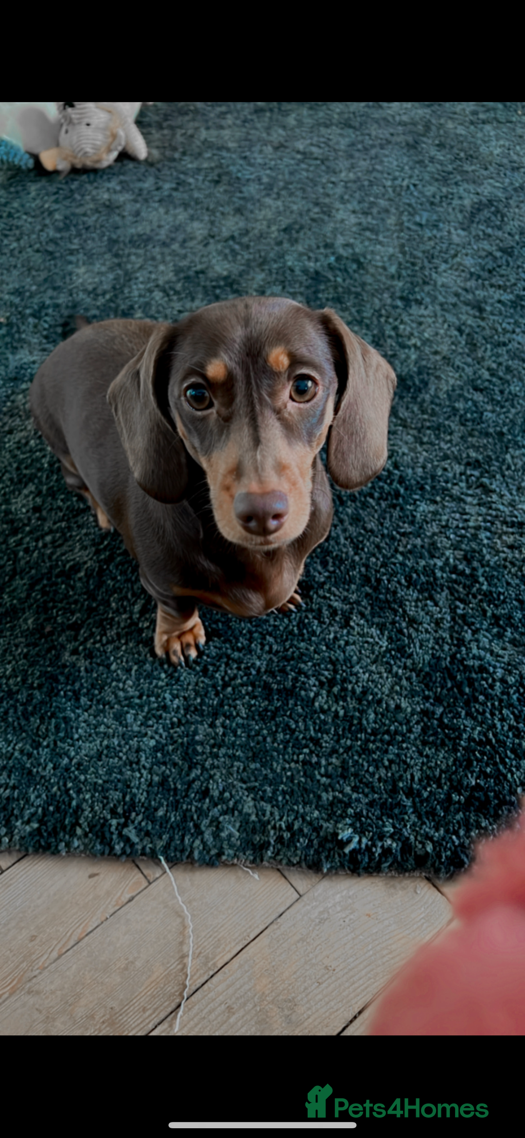 Miniature Dachshund dogs for sale: 4 male long hair miniature daschunds for sale - Advert 20