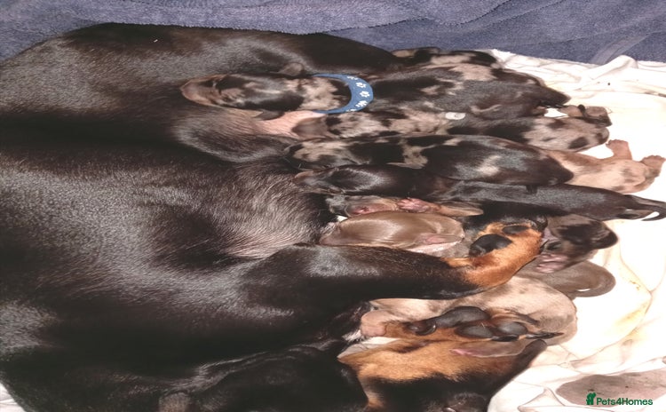 Dachshund dogs Daushund puppies  - Advert 1