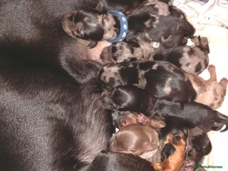 Dachshund dogs Daushund puppies - Advert 1