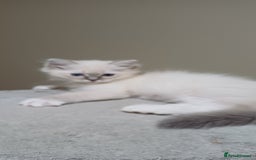 Ragdoll cats for sale: 2 Beautiful Girls available  - Image 11
