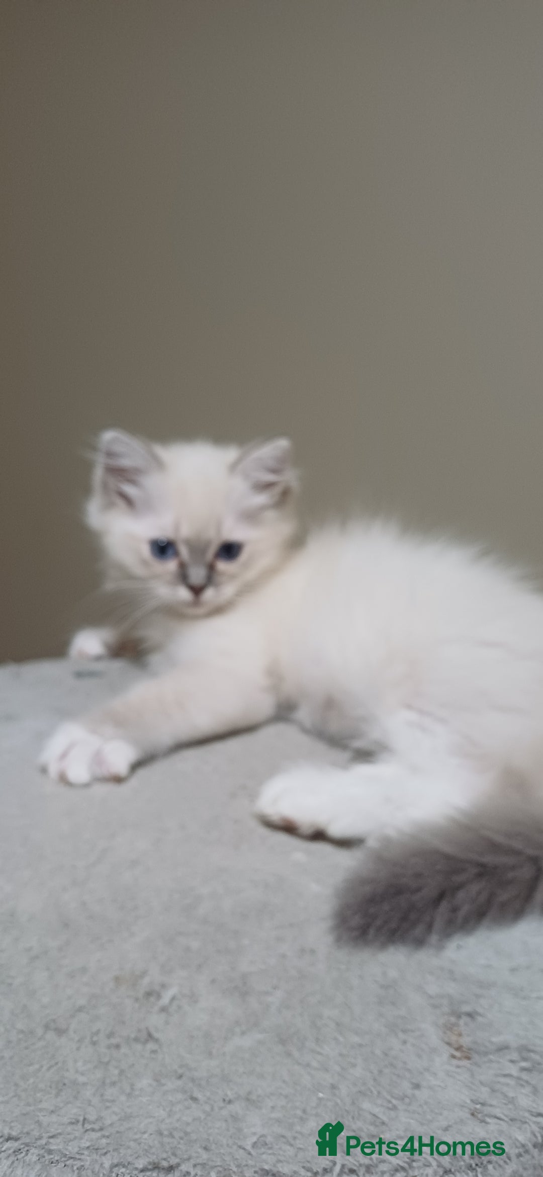 Ragdoll cats for sale: 2 Beautiful Girls available  - Image 11