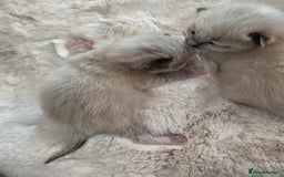 Ragdoll cats for stud: For Stud Ragdoll - Image 6