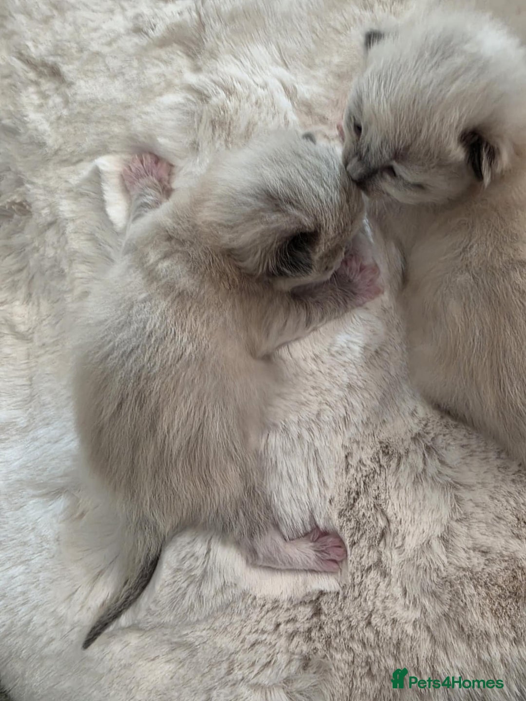 Ragdoll cats for stud: For Stud Ragdoll - Image 6