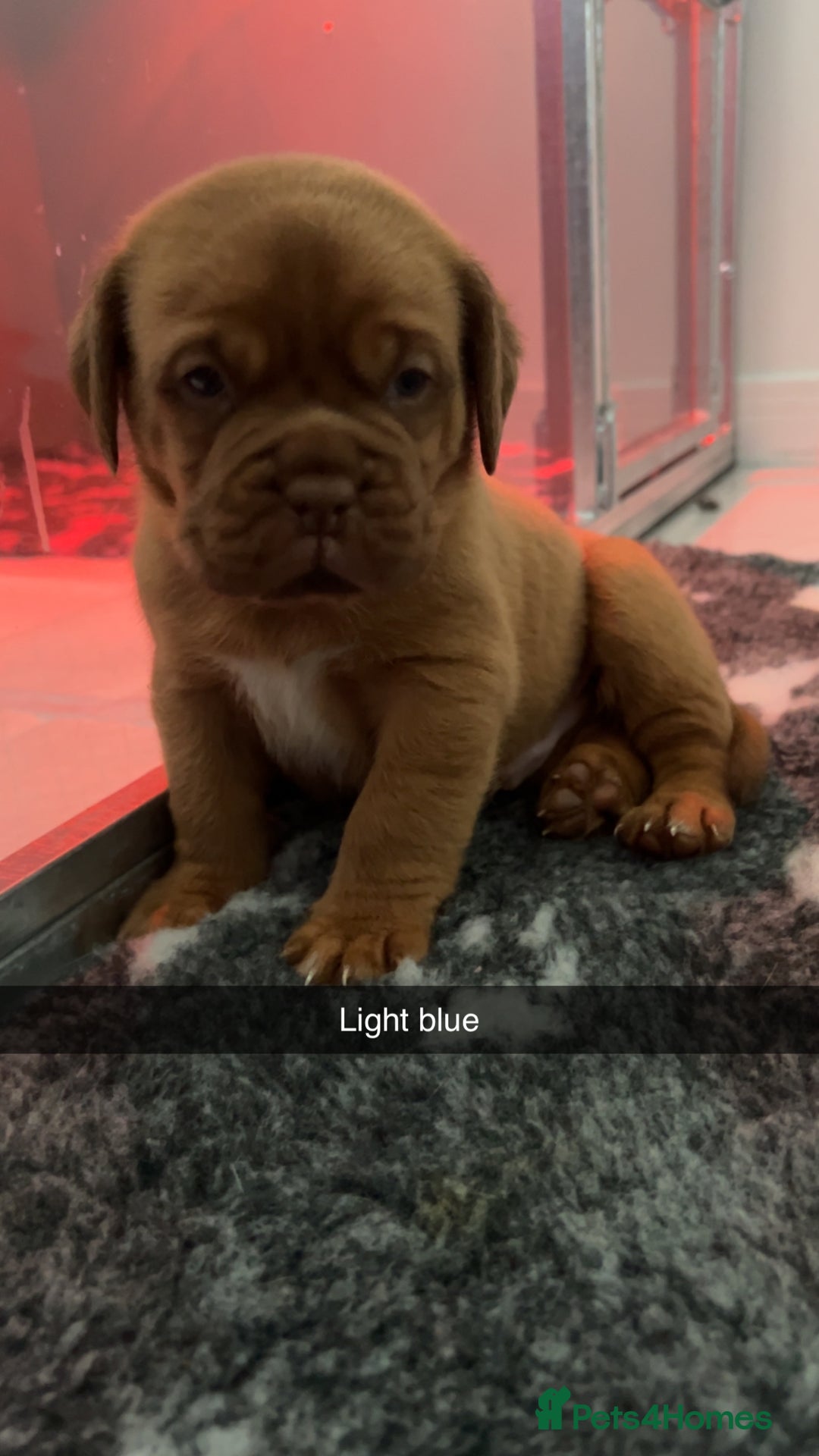 Dogue De Bordeaux dogs for sale: Chunky kc registered dogue de Bordeaux puppies - Advert 4