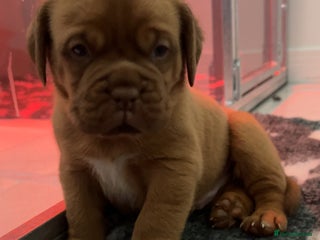 Dogue De Bordeaux dogs Chunky kc registered dogue de Bordeaux puppies - Advert 17
