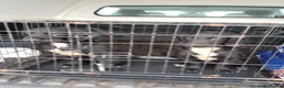 Sprocker dogs for sale: 4 Sprocker pups - Advert 4