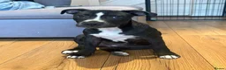 Staffordshire Bull Terrier dogs for sale: 15-Week-Old Female Staffy puppy in Maidenhead - Advert 4