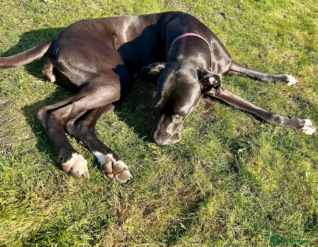Great Dane dogs for sale: Female Great Dane  - Image 2
