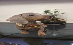 Dachshund dogs for sale: Miniature dachshund - Image 3
