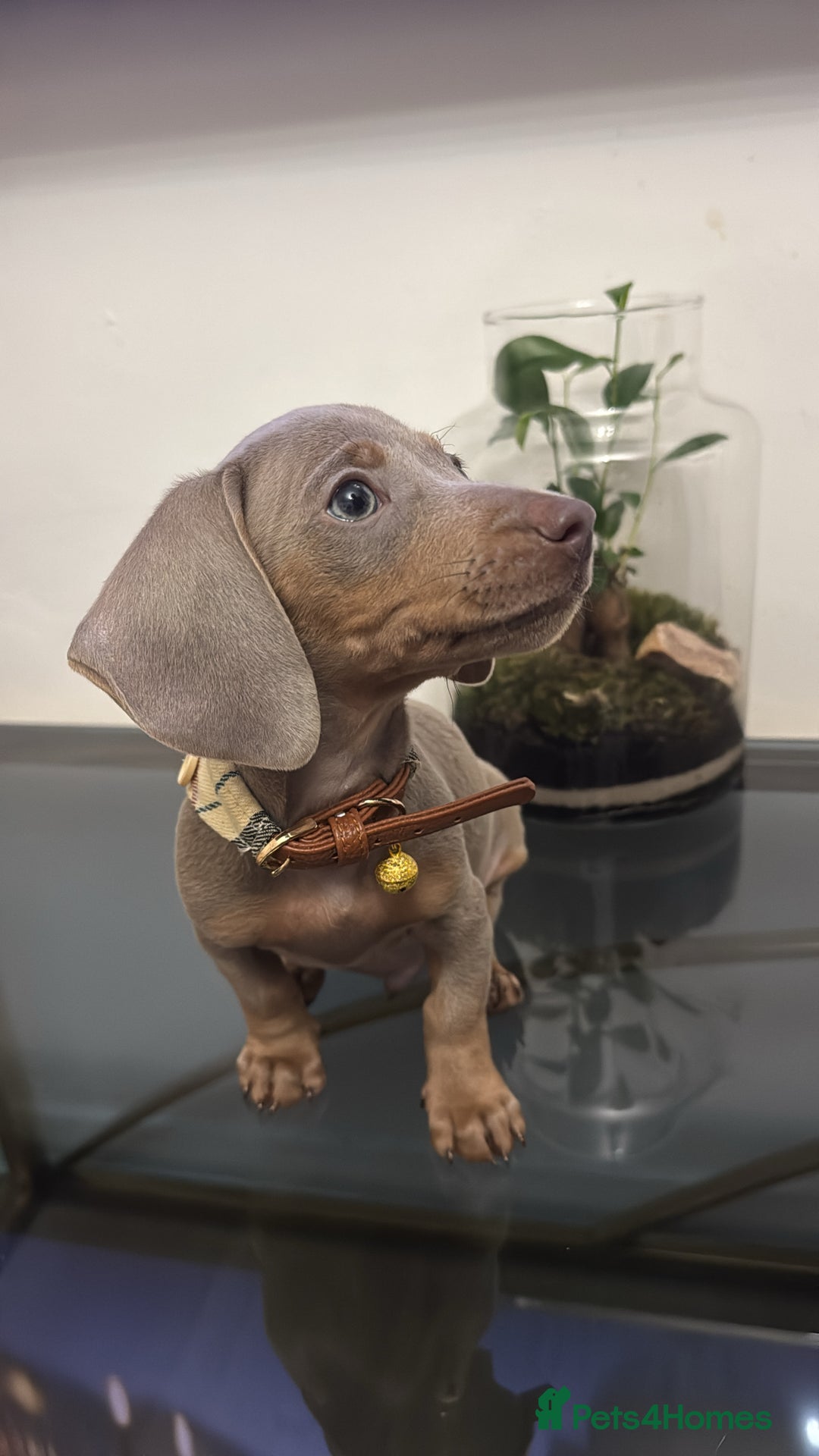 Dachshund dogs for sale: Miniature dachshund - Image 3