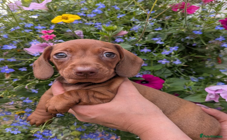Miniature Dachshund dogs - Advert 2