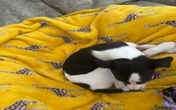 Whippet dogs for sale: Beautiful whippet puppies ready soon - Image 5