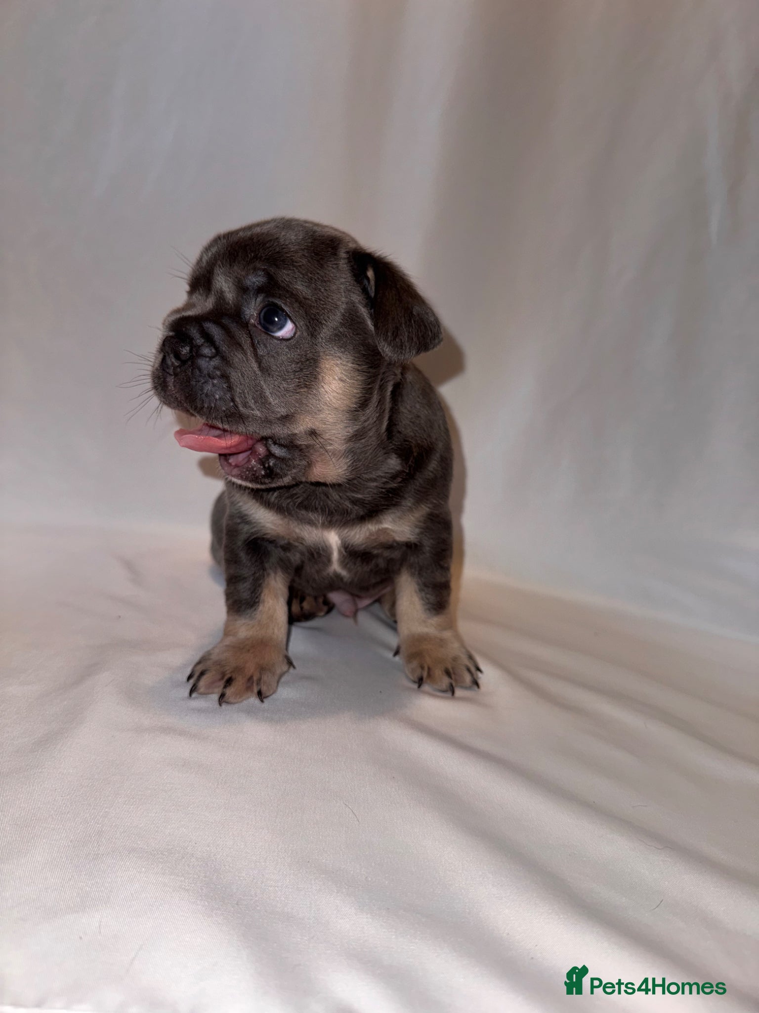 French Bulldog dogs for sale: Exceptional French Bulldog Puppies in Bristol - Advert 28