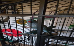 Ringnecks birds for sale: Ringneck Parrot. Rare Blue Colour & Cage - Advert 4