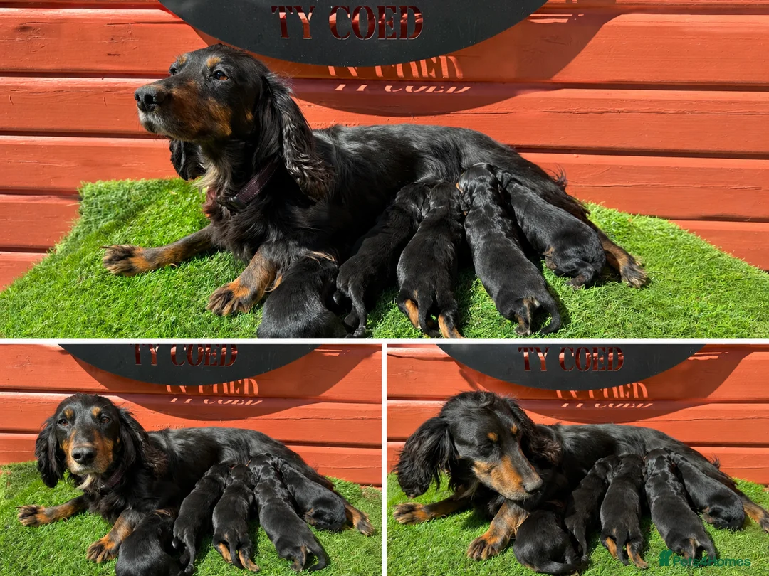 Cocker Spaniel dogs for sale: Stunning Cocker Spaniels Fully Health Tested - Advert 2
