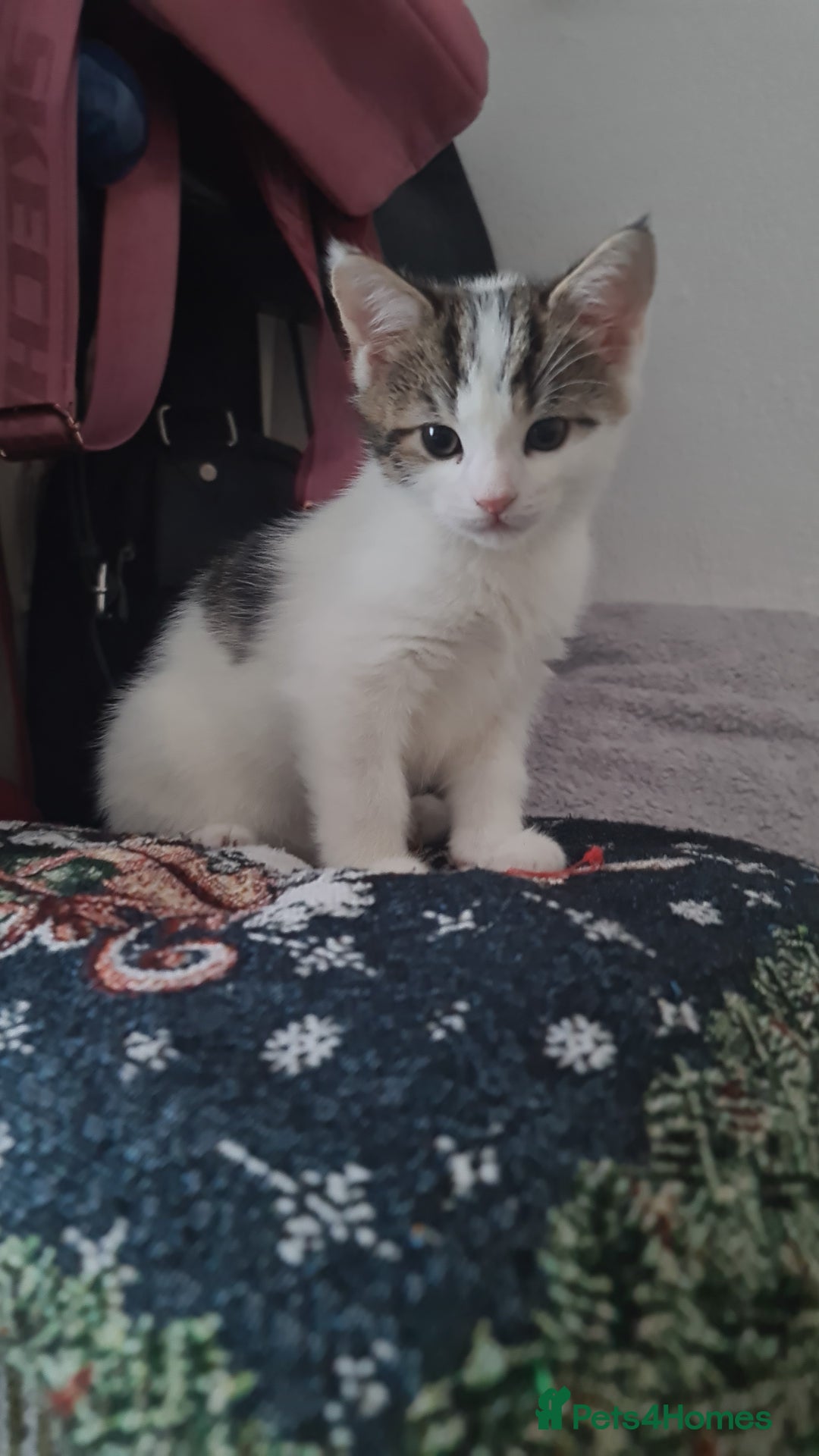 British Shorthair cats for sale: kitten - Advert 4