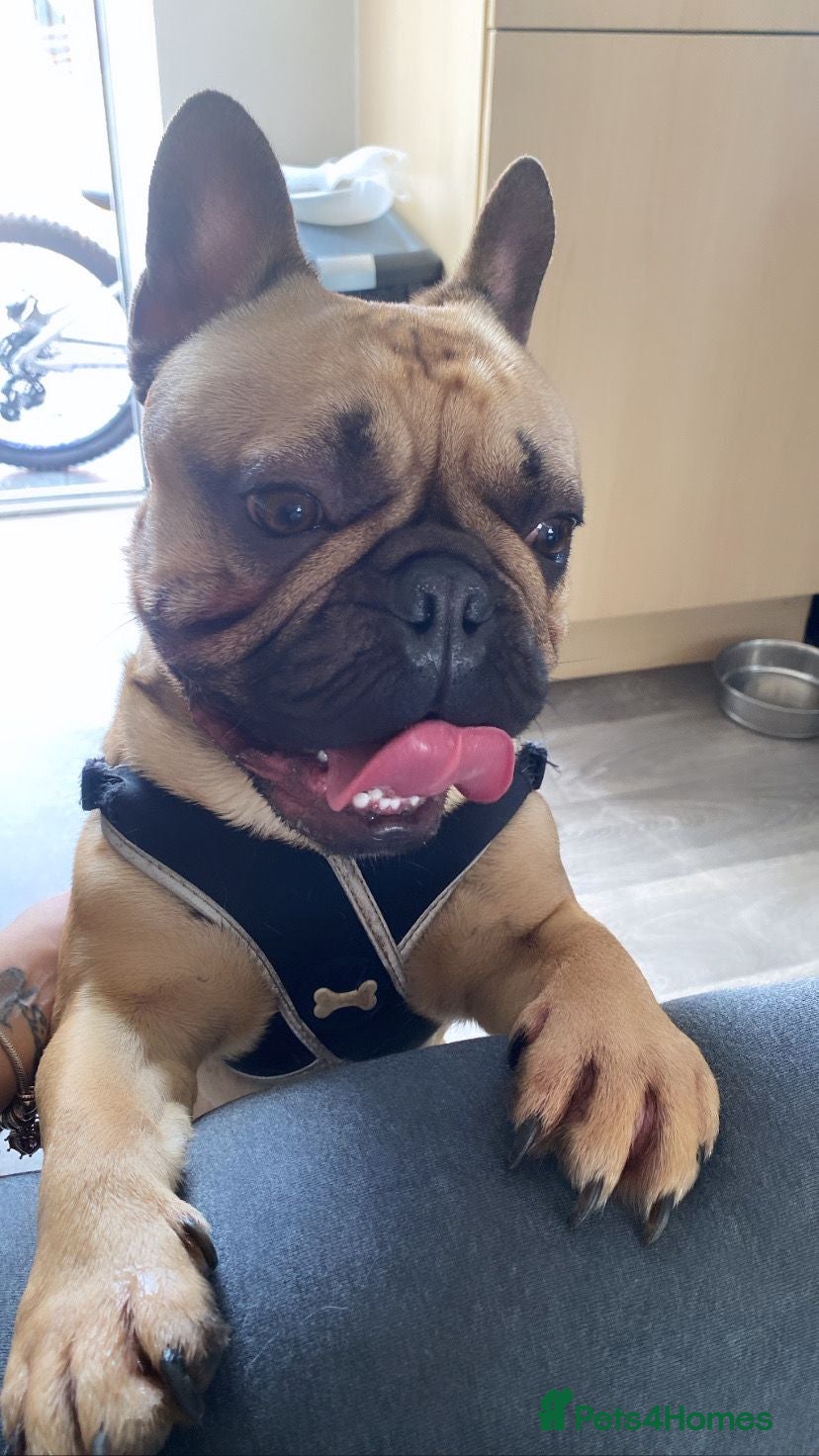 French Bulldog dogs Bailey the frenchie - Advert 1