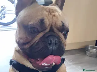 French Bulldog dogs Bailey the frenchie - Advert 2