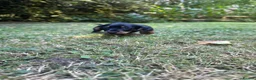Miniature Dachshund dogs for sale: ADORABLE Miniature Dachshund KC Pups  - Advert 3