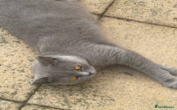British Shorthair cats for sale: British blue shorthair  - Image 8