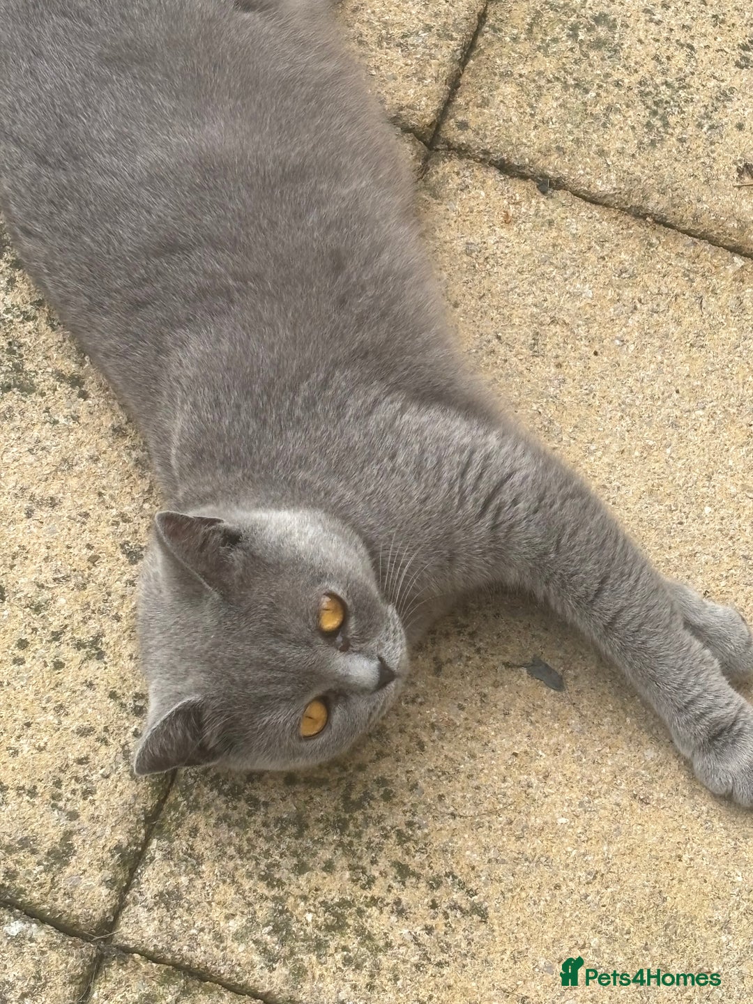 British Shorthair cats for sale: British blue shorthair  - Image 8