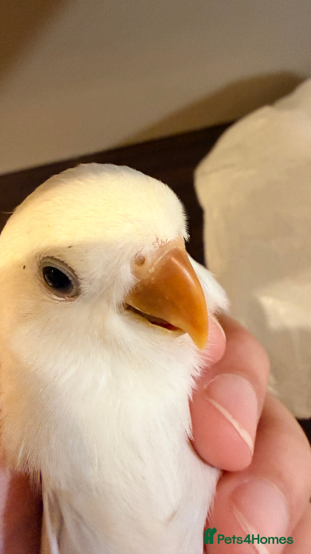 Lovebirds birds for sale: Love birds - Advert 11