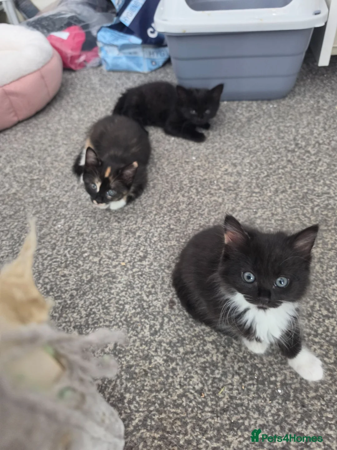 Mixed Breed cats for sale: Beautiful kittens - Advert 2