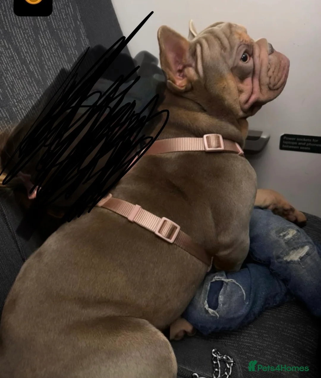 French Bulldog dogs for sale: Big Velvet Rope KC Reg Frenchie (F) 2YO in Bristol - Advert 3