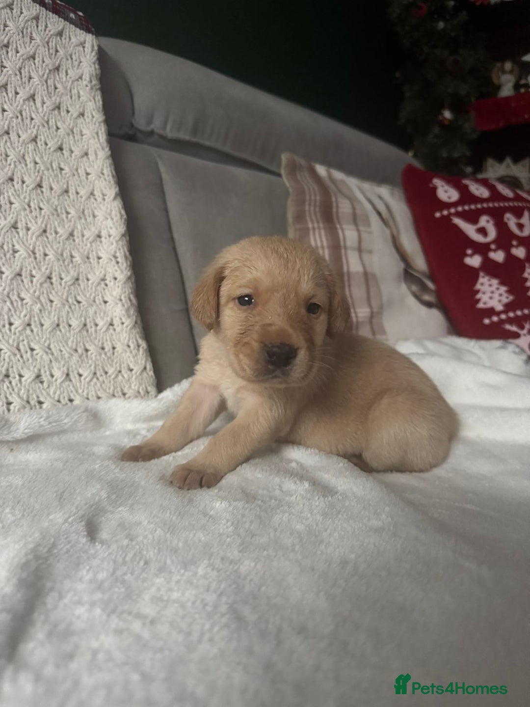 Labrador Retriever dogs for sale: Stunning litter of 9 golden labradors  - Advert 3