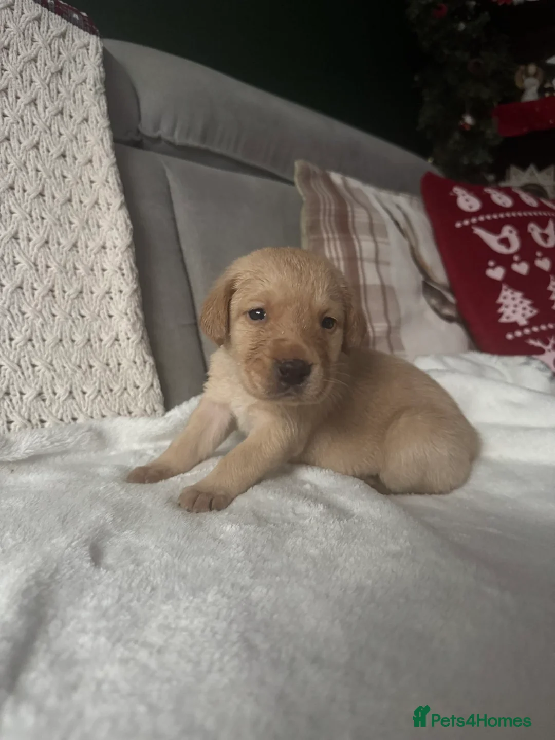 Labrador Retriever dogs for sale: * SOLD * Stunning litter of 9 golden labradors  - Advert 4