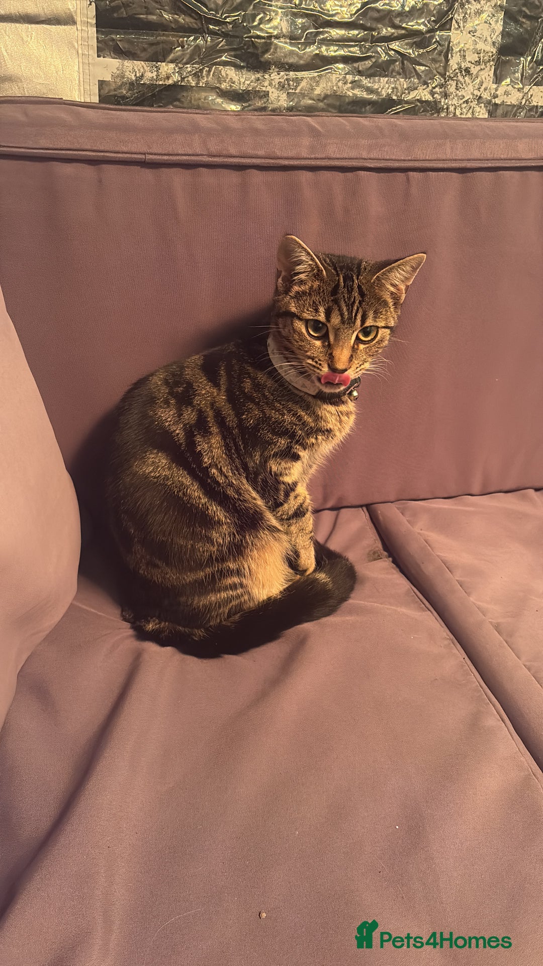 Maine Coon cats for sale: Maine coon mix  - Advert 4