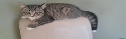 British Shorthair cats for sale: British Shorthair Cross Kittens - Advert 5