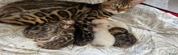 Bengal cats for stud: Impressive Stud Bengal TICA WCF reg in Harlow - Advert 36