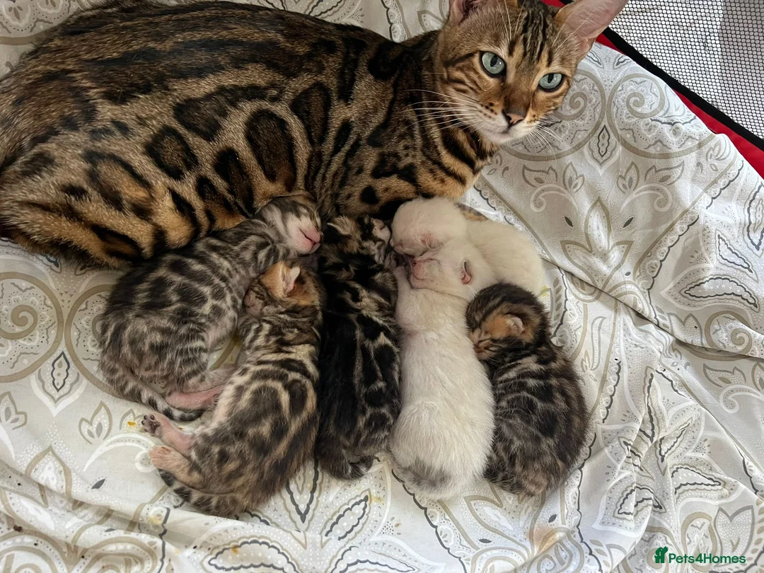Bengal cats for stud: Impressive Stud Bengal TICA WCF reg in Harlow - Advert 36