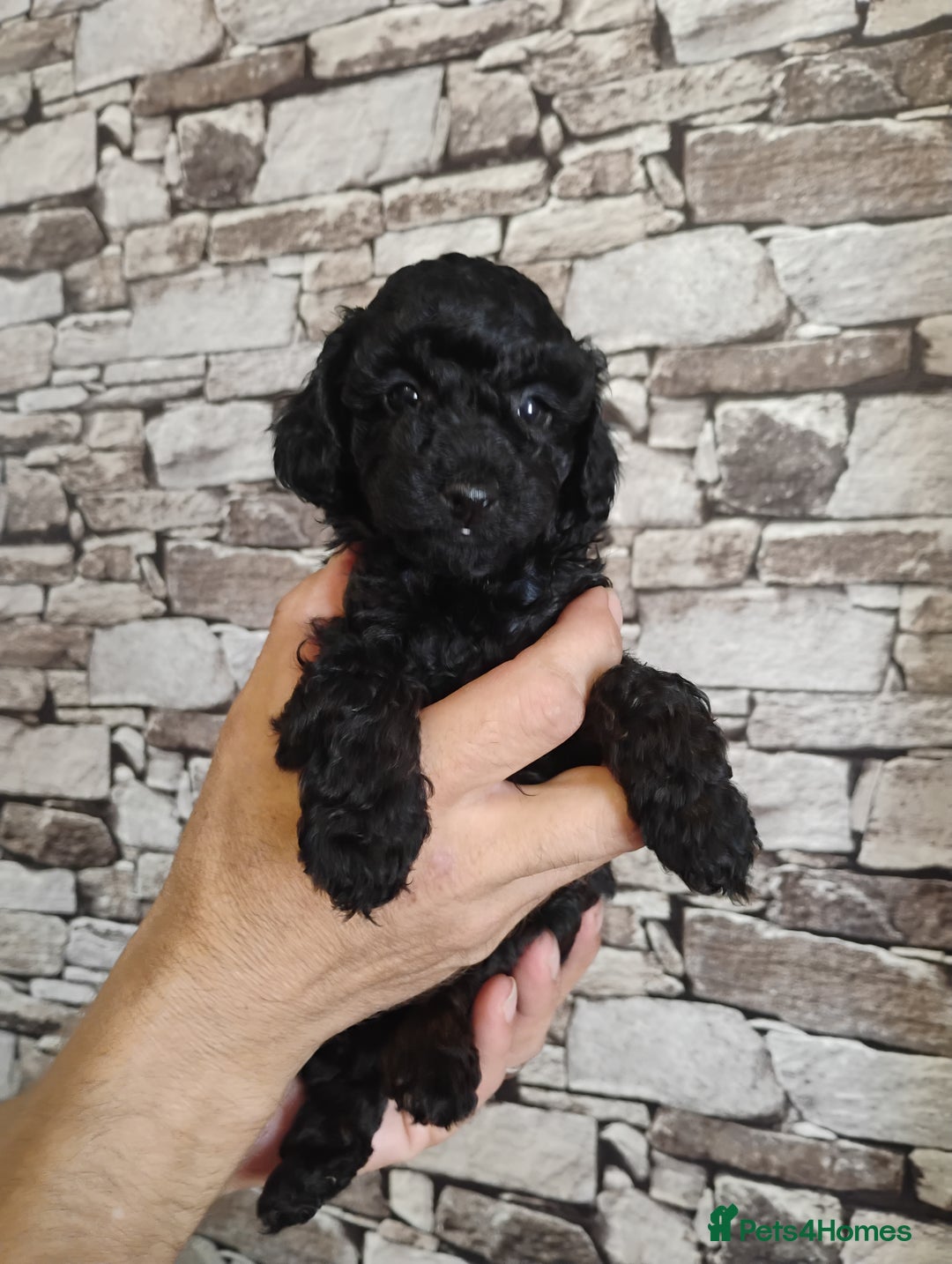 Toy Poodle dogs for sale: KC REGISTERED TOY POODLES READY NOW  - Image 11